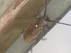 Batocera rufomaculata