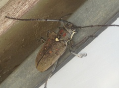 Batocera rufomaculata