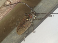 Batocera rufomaculata