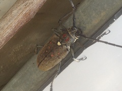 Batocera rufomaculata