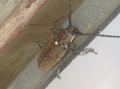 Batocera rufomaculata