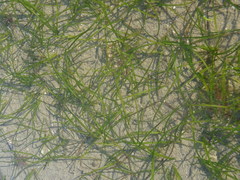 Zostera capensis