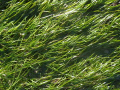Zostera capensis
