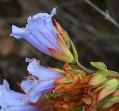 Lobostemon argenteus