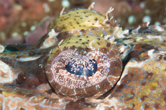 Cymbacephalus beauforti