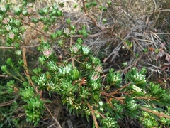 Darwinia leptantha
