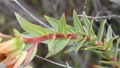 Lobostemon argenteus