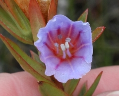 Lobostemon argenteus