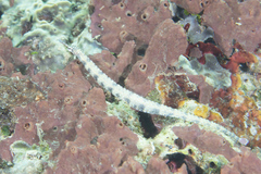 Corythoichthys conspicillatus