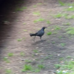 Quiscalus mexicanus