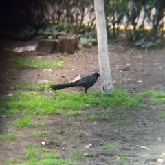 Quiscalus mexicanus