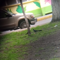 Quiscalus mexicanus