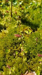 Erythranthe caespitosa