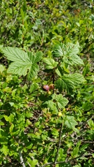 Ribes acerifolium