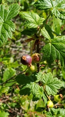 Ribes acerifolium