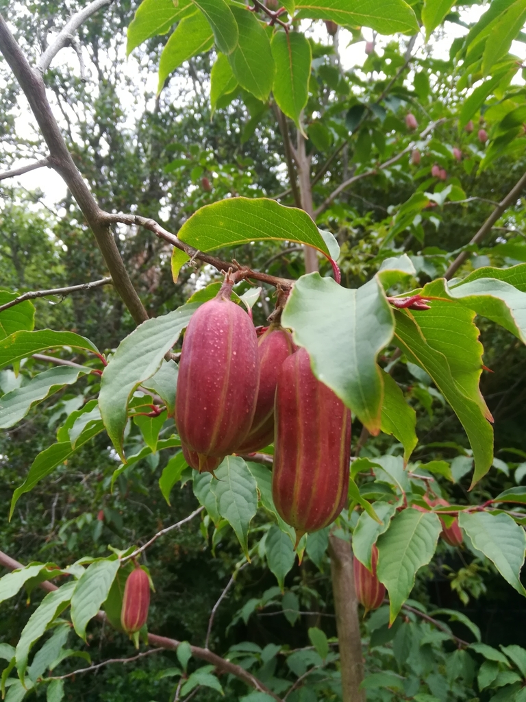 Rehderodendron macrocarpum