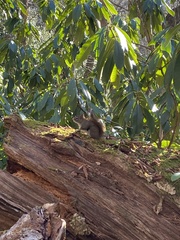 Tamiasciurus hudsonicus abieticola