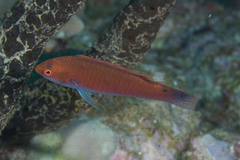 Cirrhilabrus beauperryi