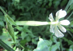 Silene undulata undulata