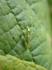 Lygocoris