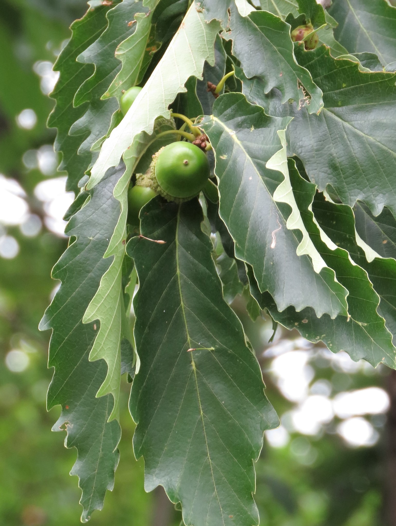 Quercus montana