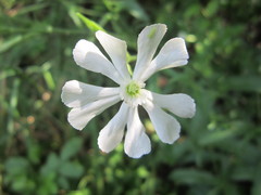 Silene undulata undulata