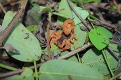 Centruroides ochraceus