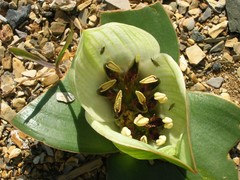 Colchicum coloratum burchellii