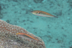 Stethojulis interrupta