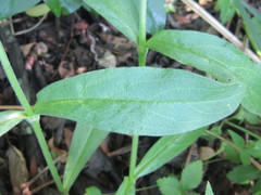 Silene undulata undulata