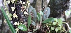 Stelis resupinata