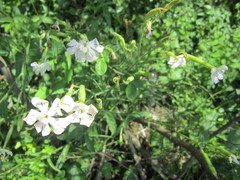 Silene undulata undulata