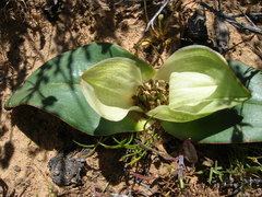 Colchicum coloratum burchellii