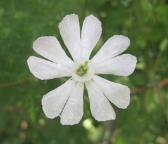 Silene undulata undulata