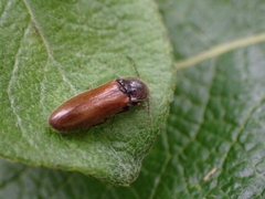 Hemicrepidius pallidipennis