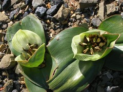 Colchicum coloratum burchellii