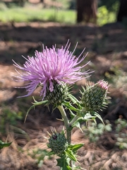 Cirsium wheeleri
