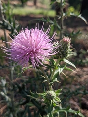 Cirsium wheeleri