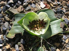 Colchicum coloratum burchellii