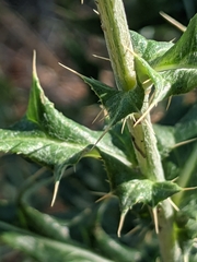 Cirsium wheeleri