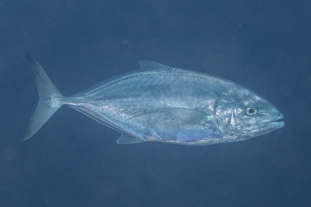 Bludger trevally (Carangoides gymnostethus) — Carangidae