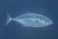 Turrum gymnostethus