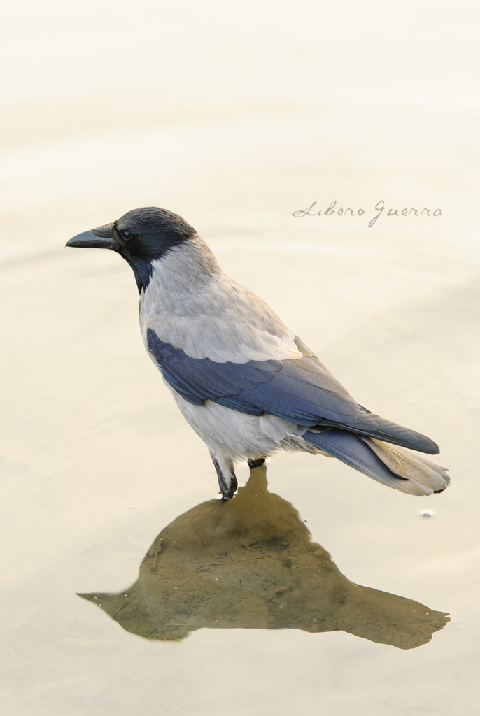 Western jackdaw - Wikipedia