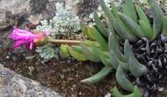 Cephalophyllum curtophyllum