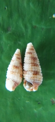 Nototriphora sarcira