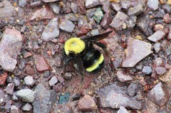 Bombus steindachneri