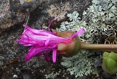 Cephalophyllum curtophyllum