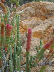 Salicornia littorea