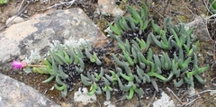 Cephalophyllum curtophyllum