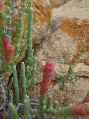 Salicornia littorea